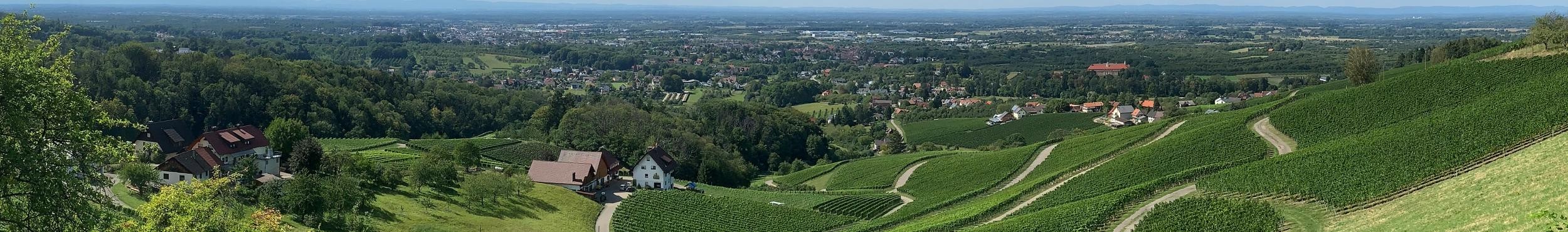 Panoramasicht über die Reben von Obersasbach